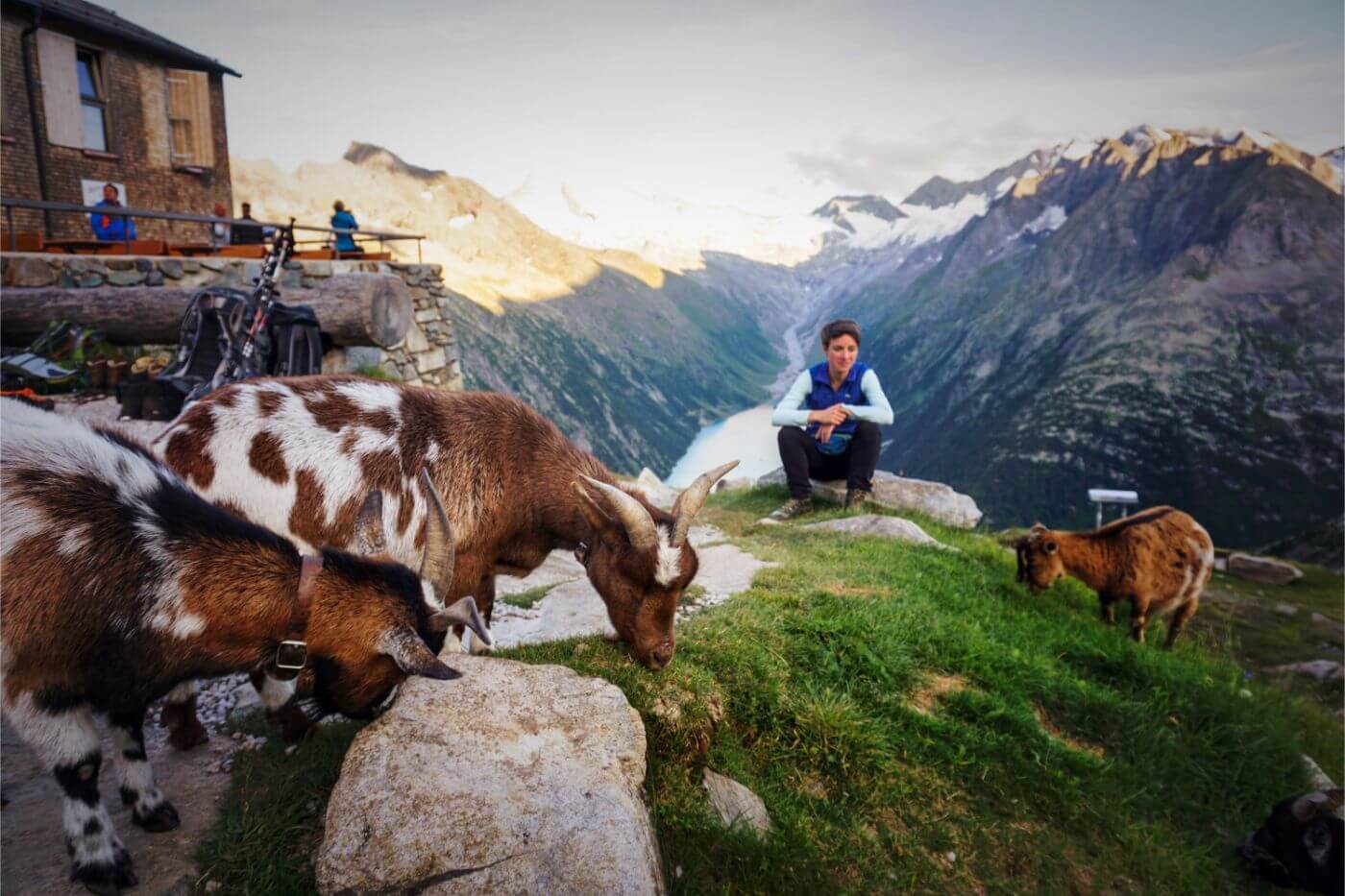 Goats at Olperer Hütte, Zillertal Alps, Austria Bergziegen bei der Olpererhütte, Aussicht auf den Schlegeisspeicher, Zillertaler Alpen, Österreich