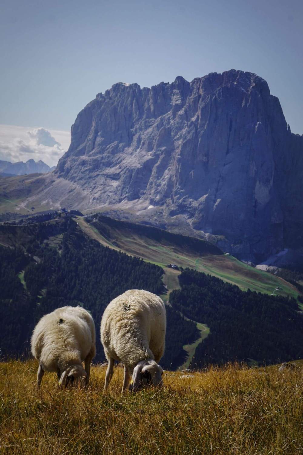 View of Sassolungo / Langkofel from Rifugio Stevia