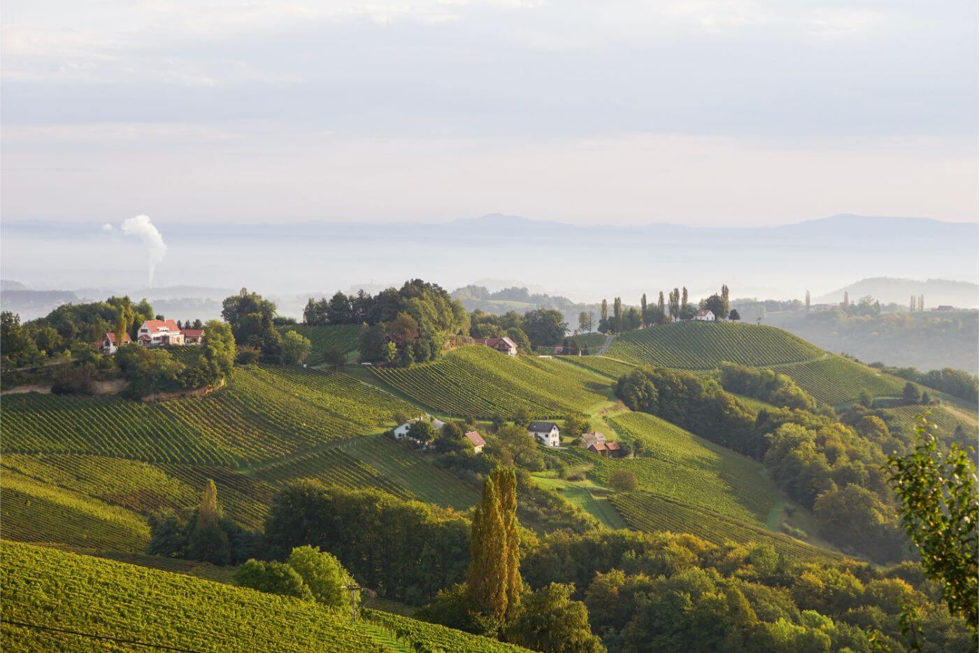 Wine in Südsteiermark (South Styria) A