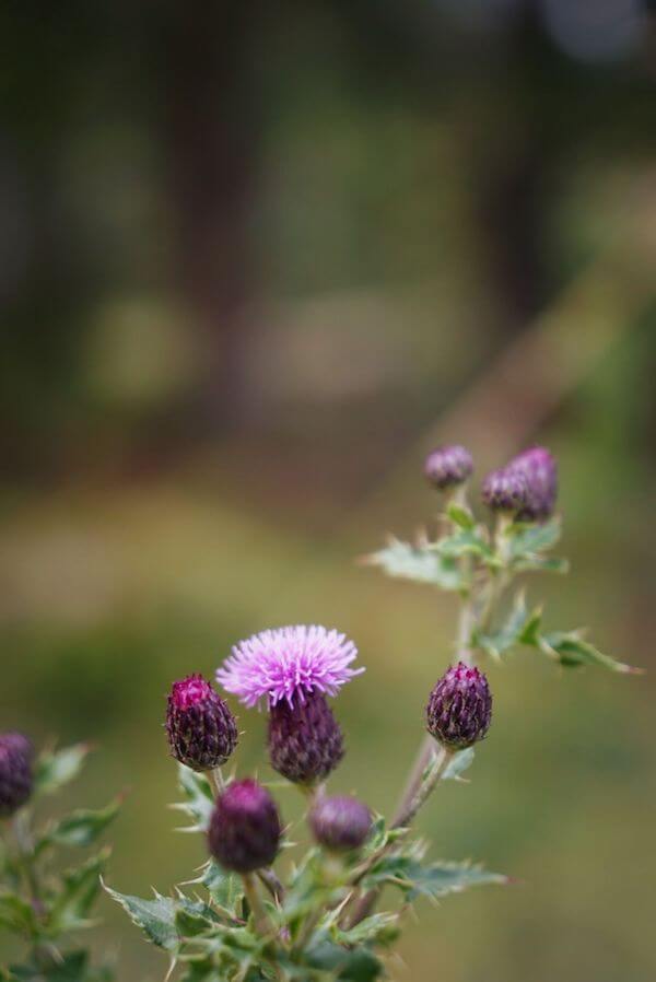 Wildblumen am Zirbenweg bei Innsbruck, Österreich