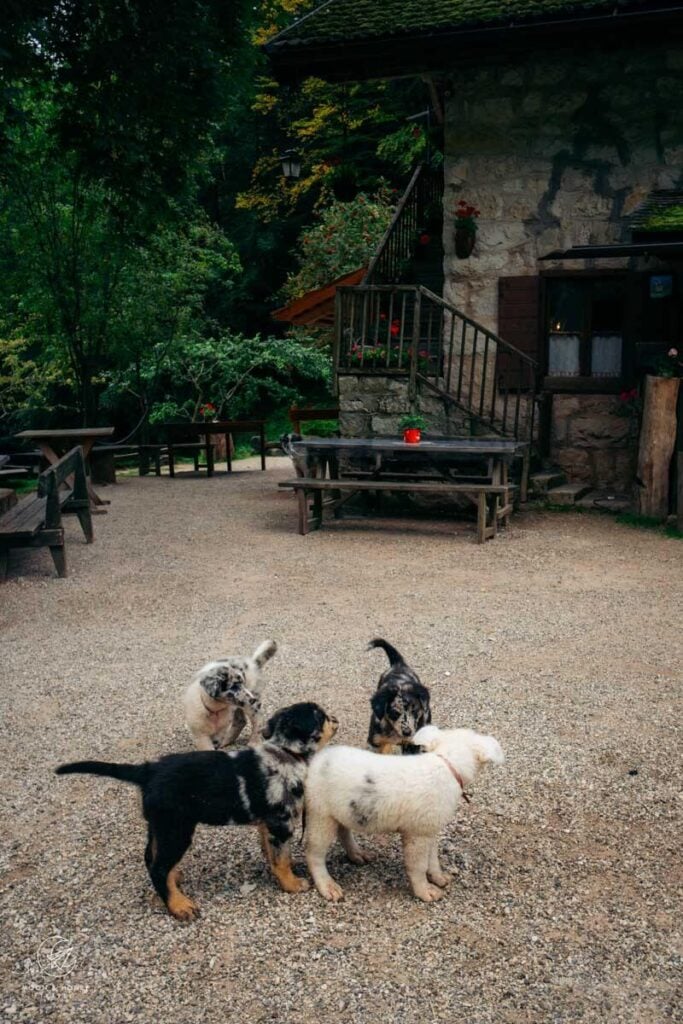 Puppies at Malga Canali, Dolomites