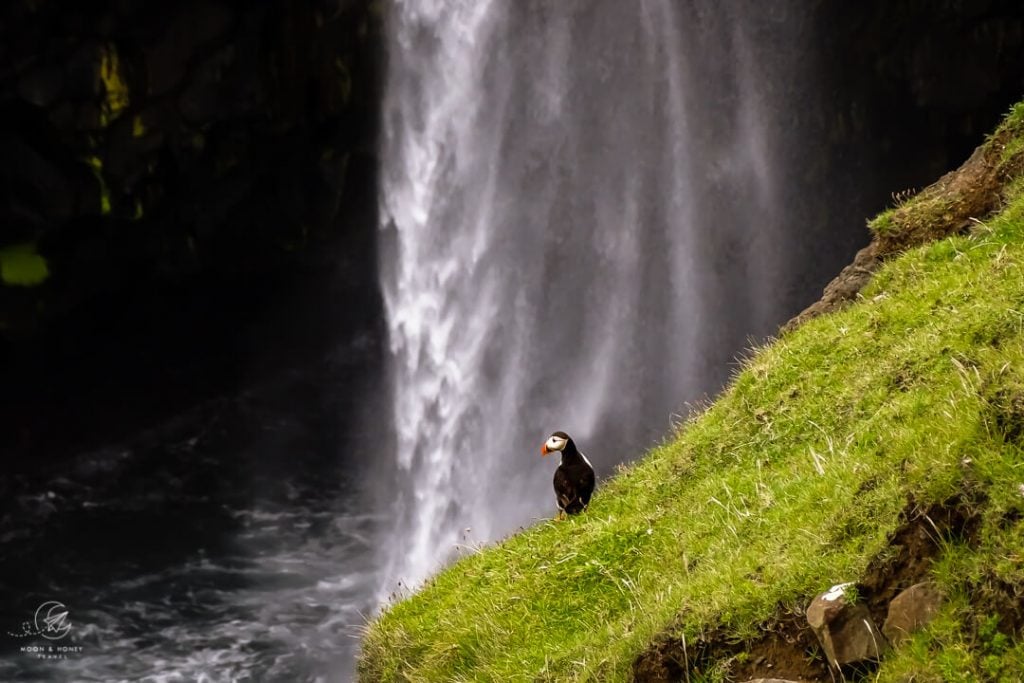Puffin at Múlafossur Waterfall, Gásadalur, Faroe Islands