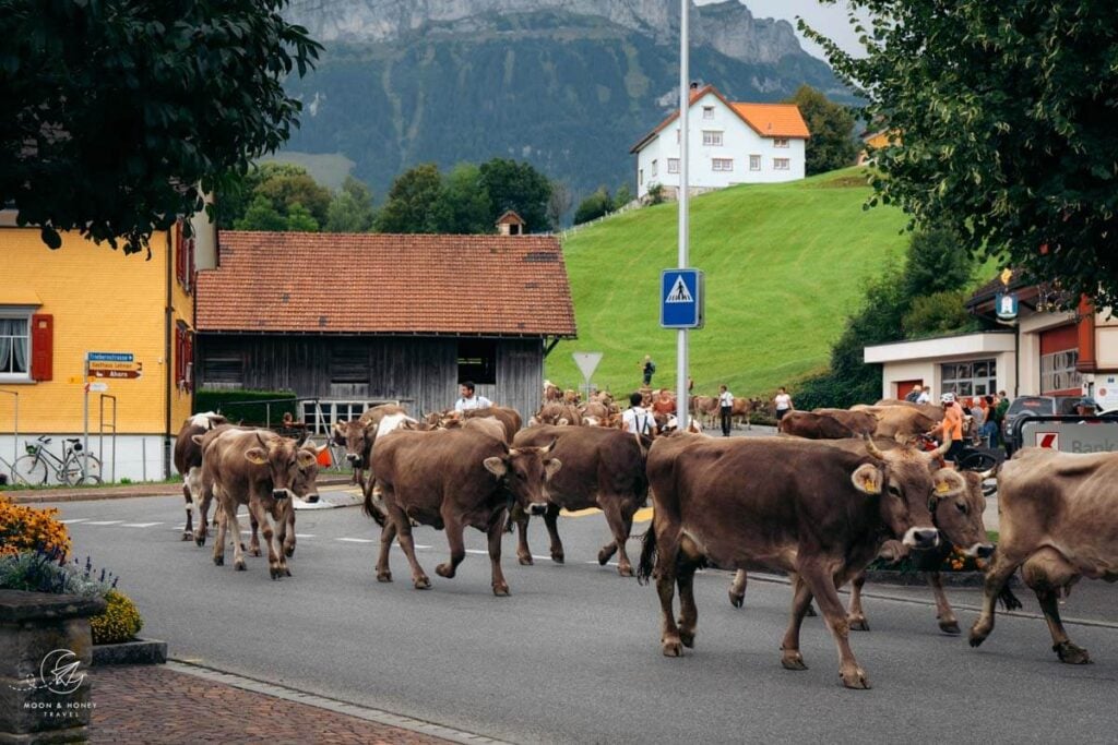 Weissbad Alpabzug, Appenzell, Switzerland