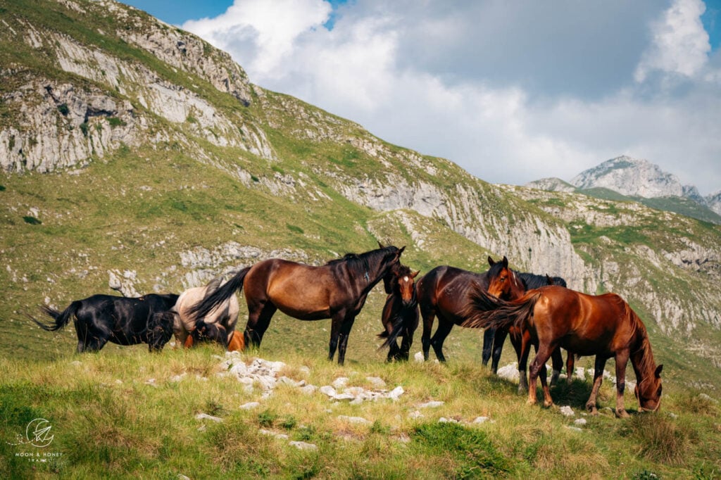 Durmitor National Park horses