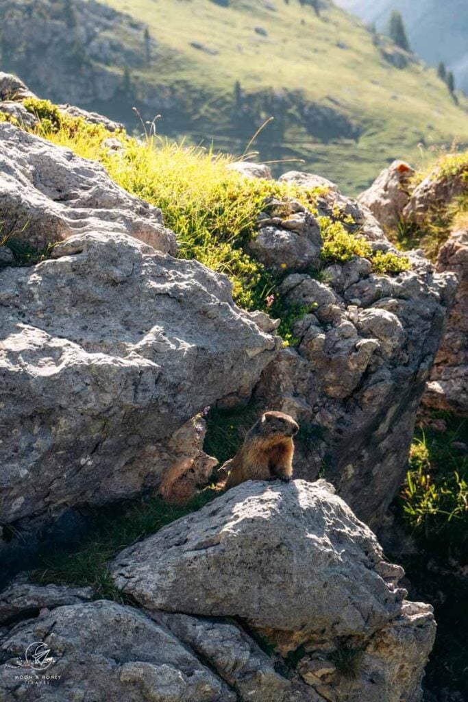 Marmot, Seceda Hiking Trail, Val Gardena, Dolomites