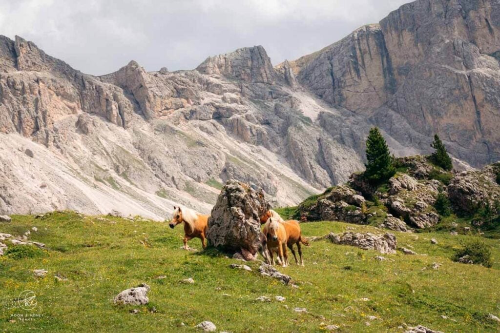 Horses, Seceda Hike, Val Gardena, Dolomites