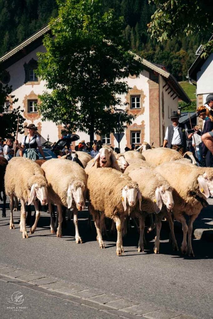 Almabtrieb Fulpmes sheep, Stubai Valley, Austria