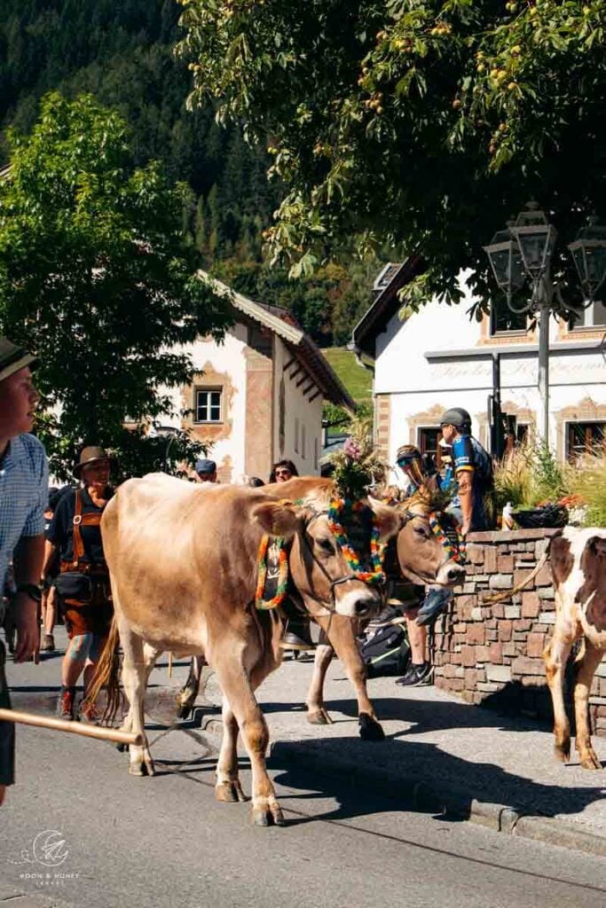 Almabtrieb Fulpmes cows, Stubai Valley, Austria