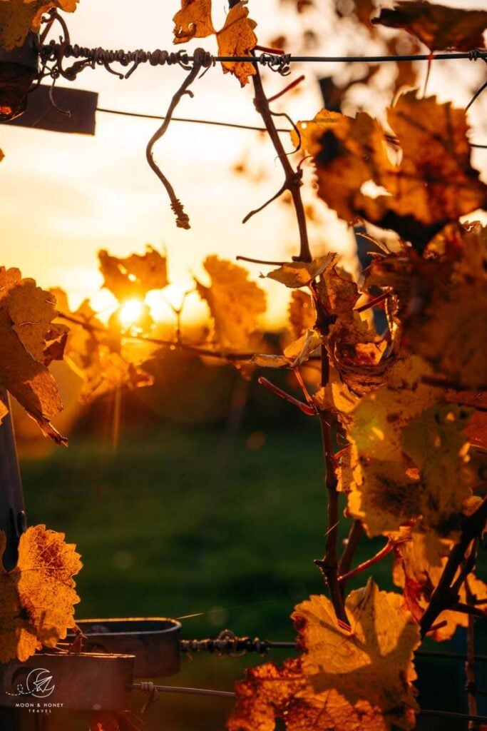 Vine Leaves in Autumn, Vienna, Austria