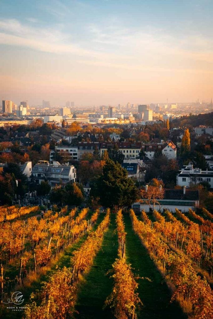 Vienna Nussberg vineyards in Vienna, Austria