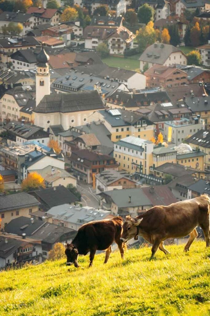 San Candido Grazing Cows, Dolomites