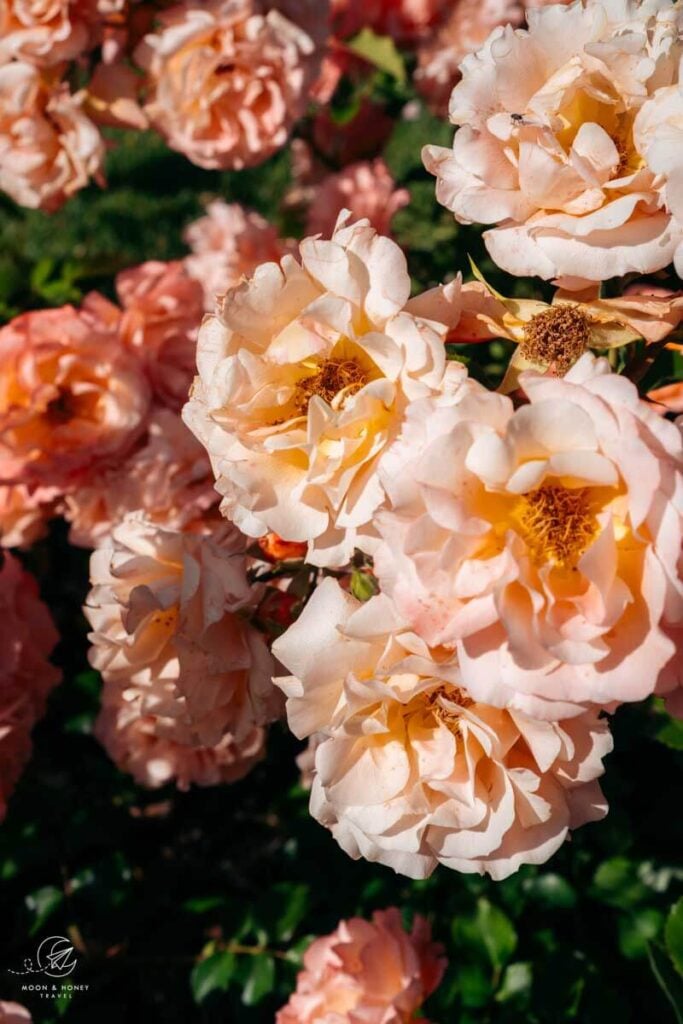 Garden roses, Boutique Hotel AMARIL, Val Venosta, South Tyrol, Italy