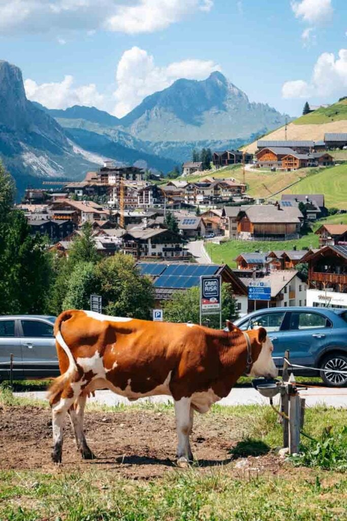 San Cassiano cow in Summer, Alta Badia Dolomites