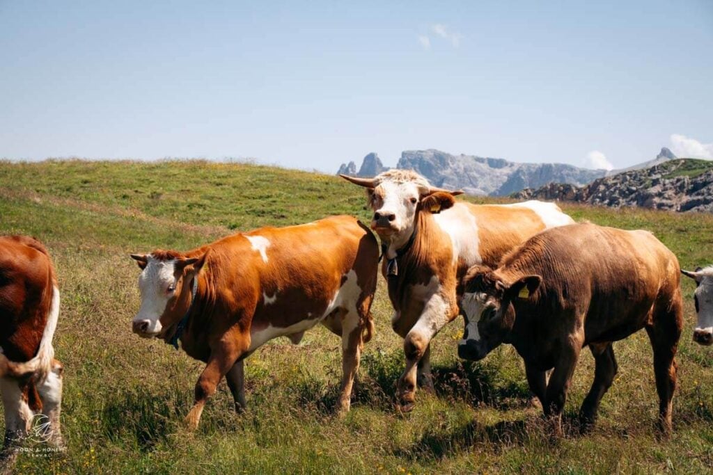 Cows grazing high above Lungiarü