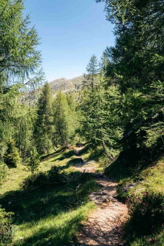 Setsas Larch Forest, Dolomites