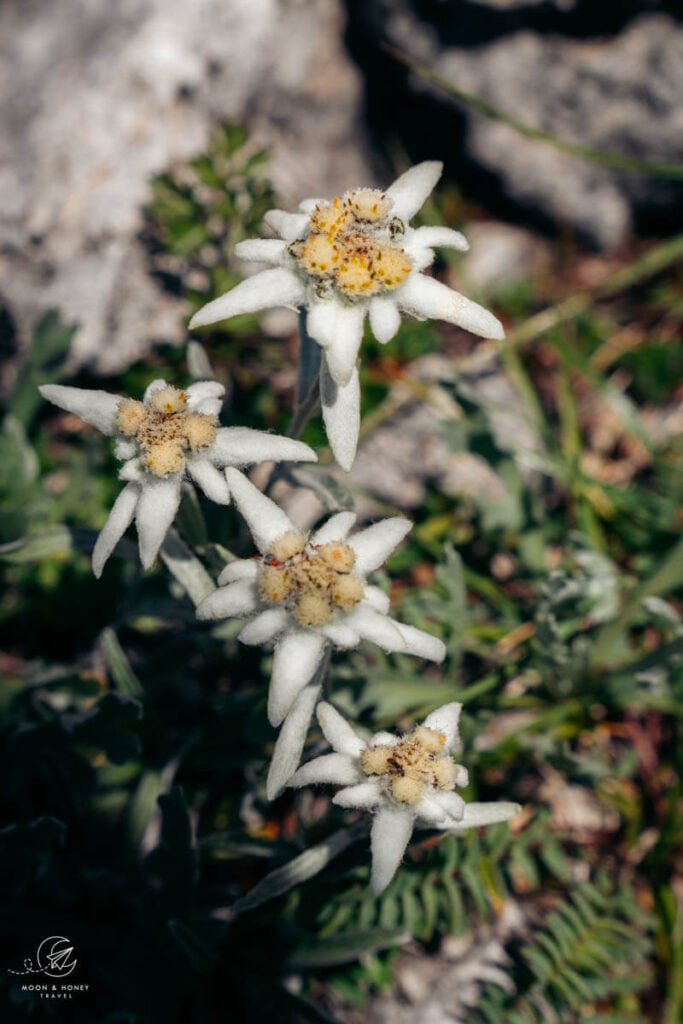 Edelweiss, Setsas Circuit Trail, Dolomites