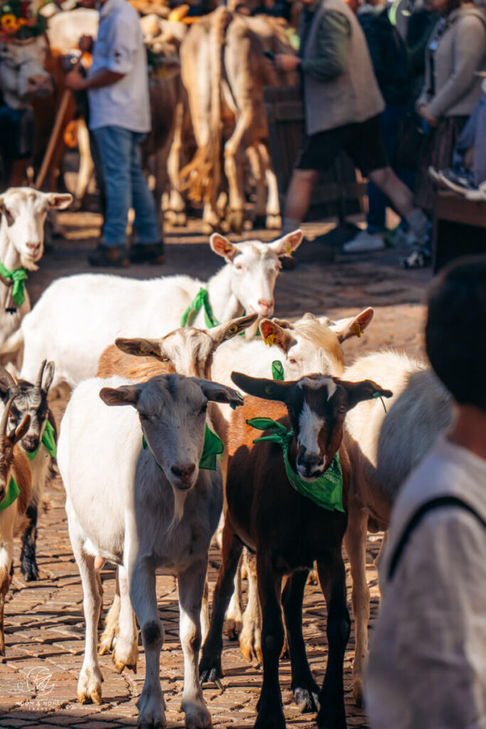 Gran Festa del Desmontegar, Primiero Valley, Pale di San Martino Dolomites