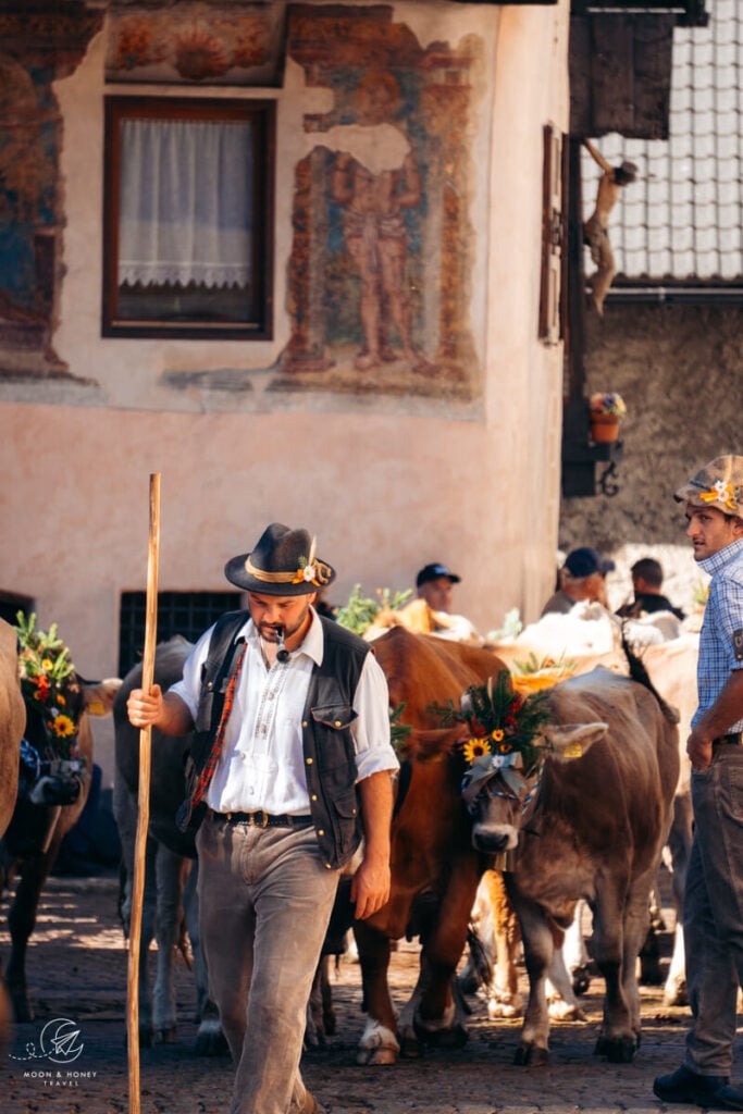 Cattle descent, Primiero Valley