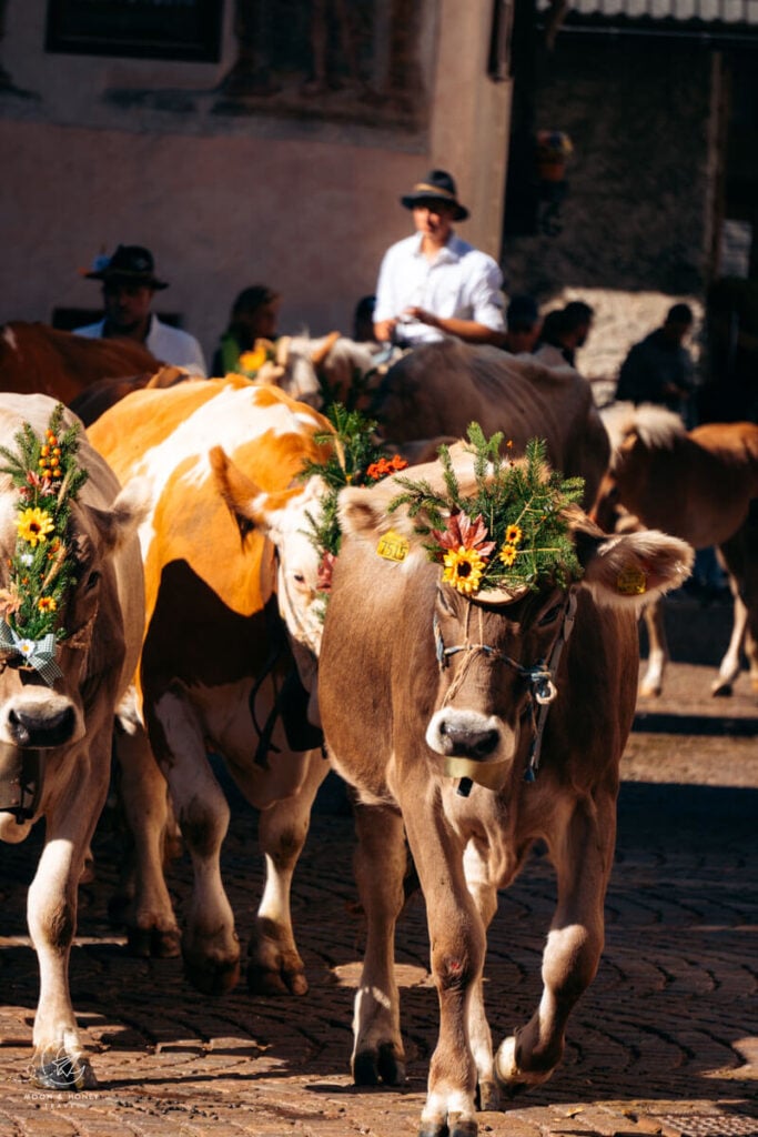 Cattle flower ornamentation, Primiero Valley almabtrieb