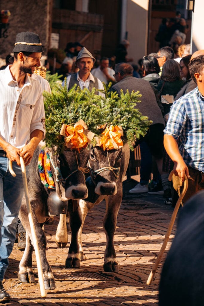Cattle descent, Gran Festa del Desmontegar, Primiero Valley, Pale di San Martino Dolomites
