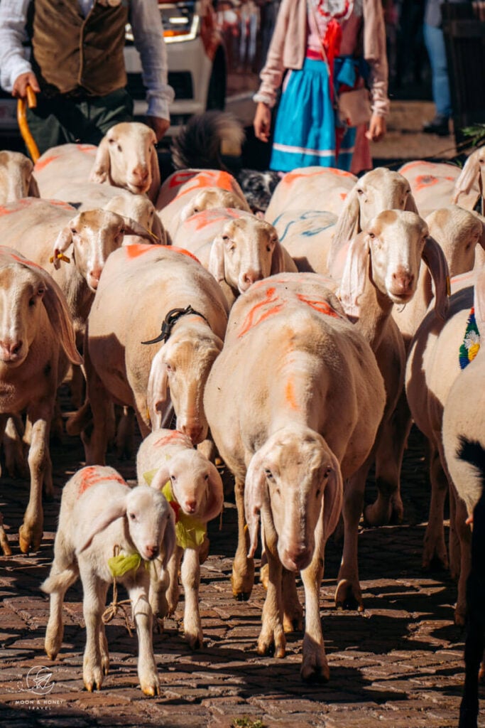 Sheep descent, Primiero Valley, Trentino