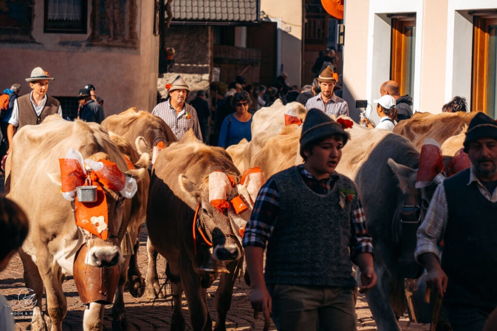 Gran Festa del Desmontegar, Primiero Valley Desmontegada, Pale di San Martino Dolomites