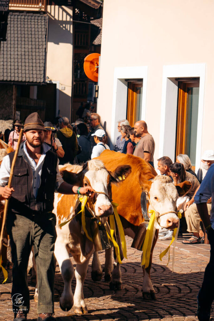 Gran Festa del Desmontegar, Primiero Valley, Pale di San Martino Dolomites