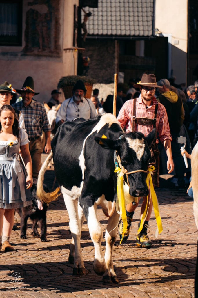 Cows, Gran Festa del Desmontegar, Primiero Valley, Pale di San Martino Dolomites