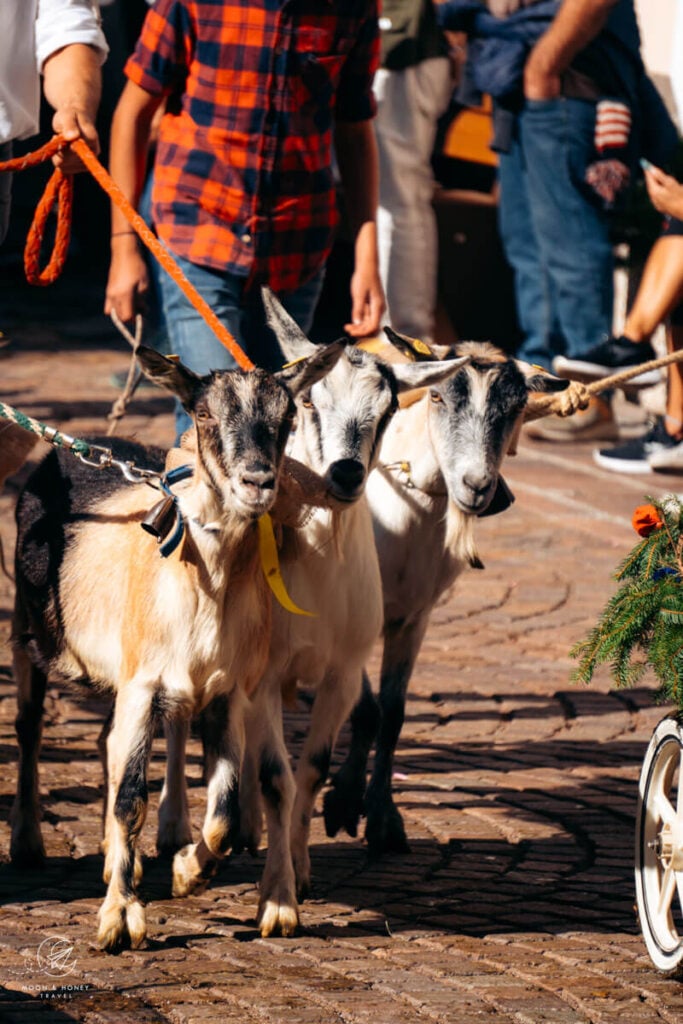 Goats, Primiero Valley Desmontegada